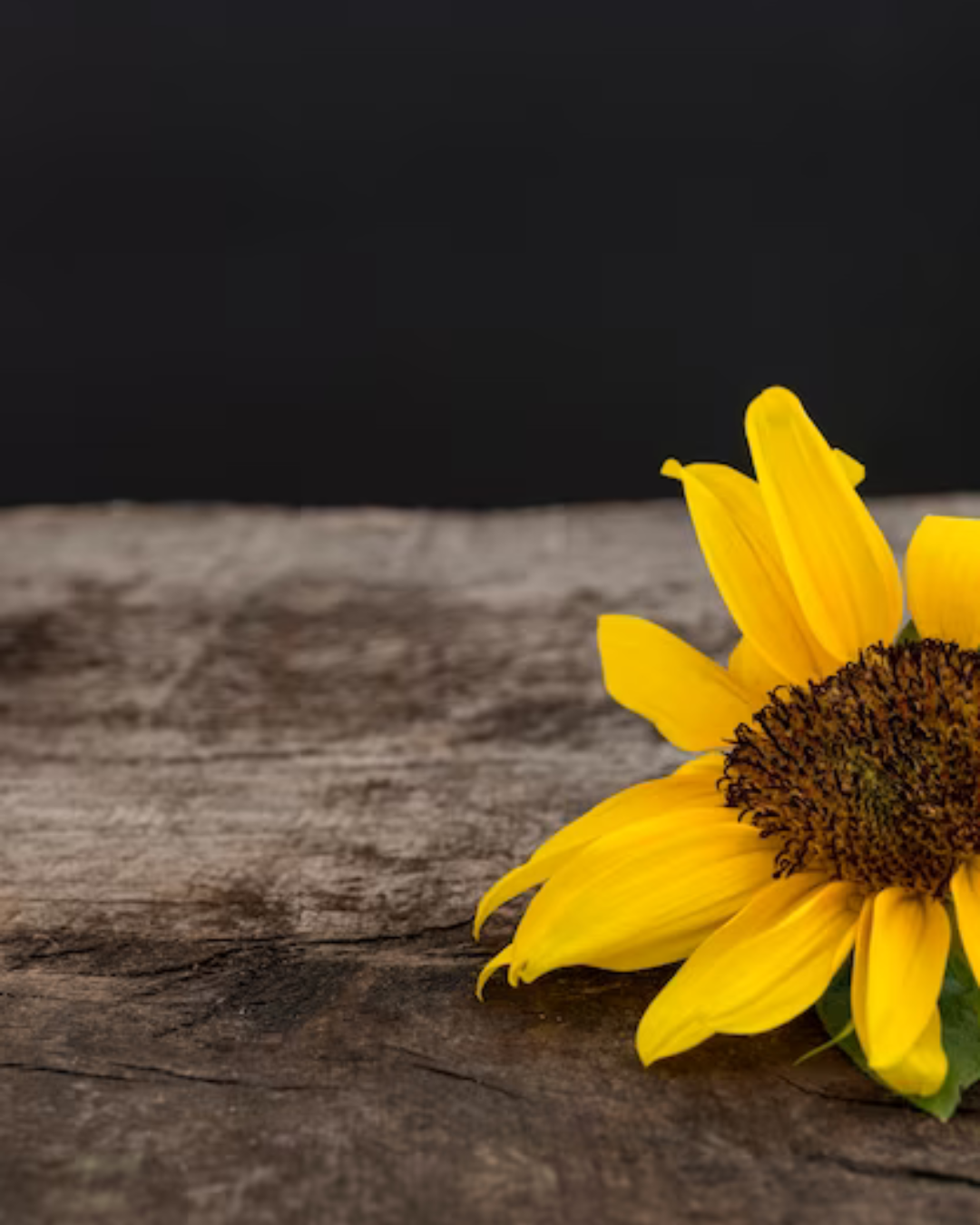 poria_skin_mexican_arnica_NEW