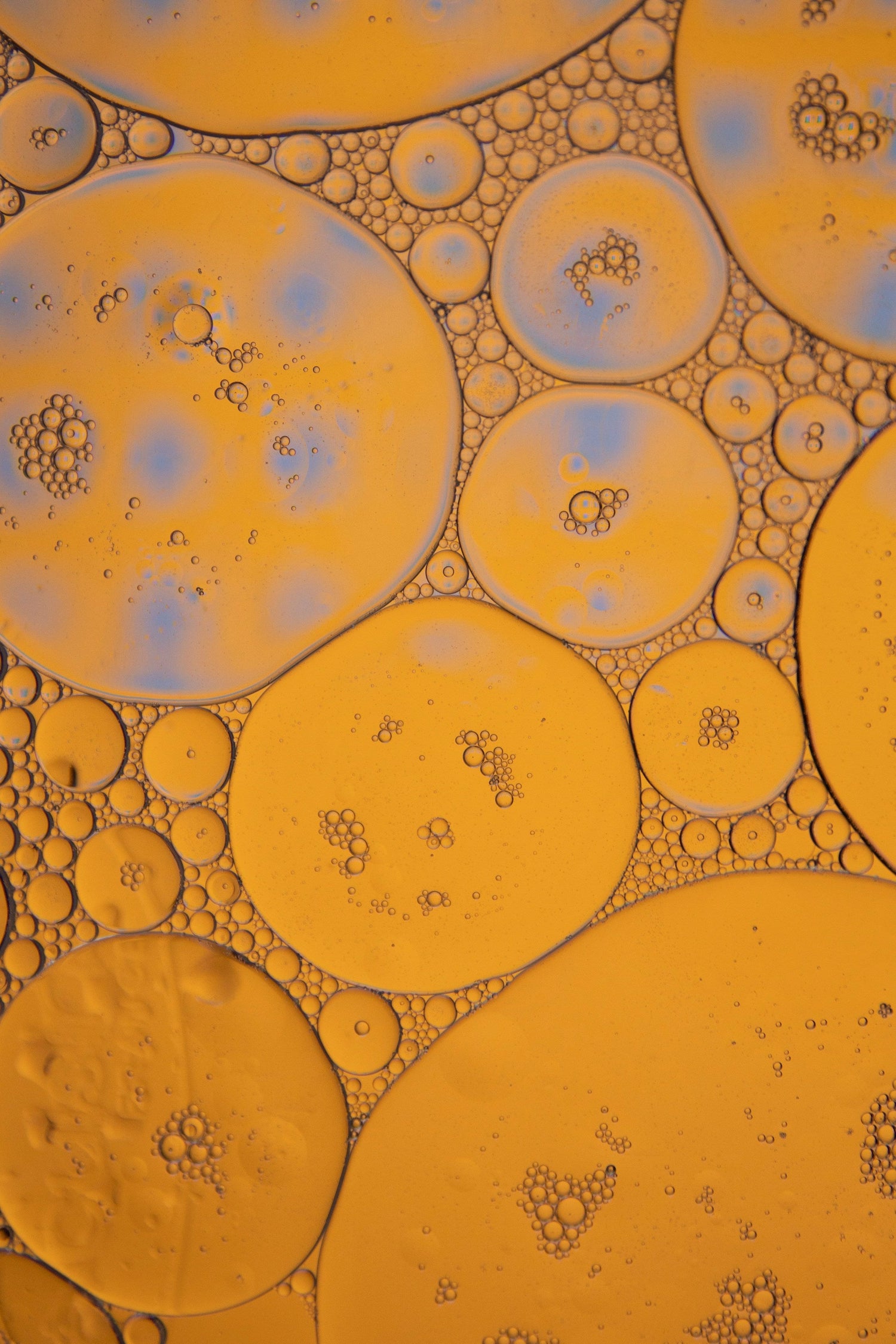 poria-skin_amino-acid