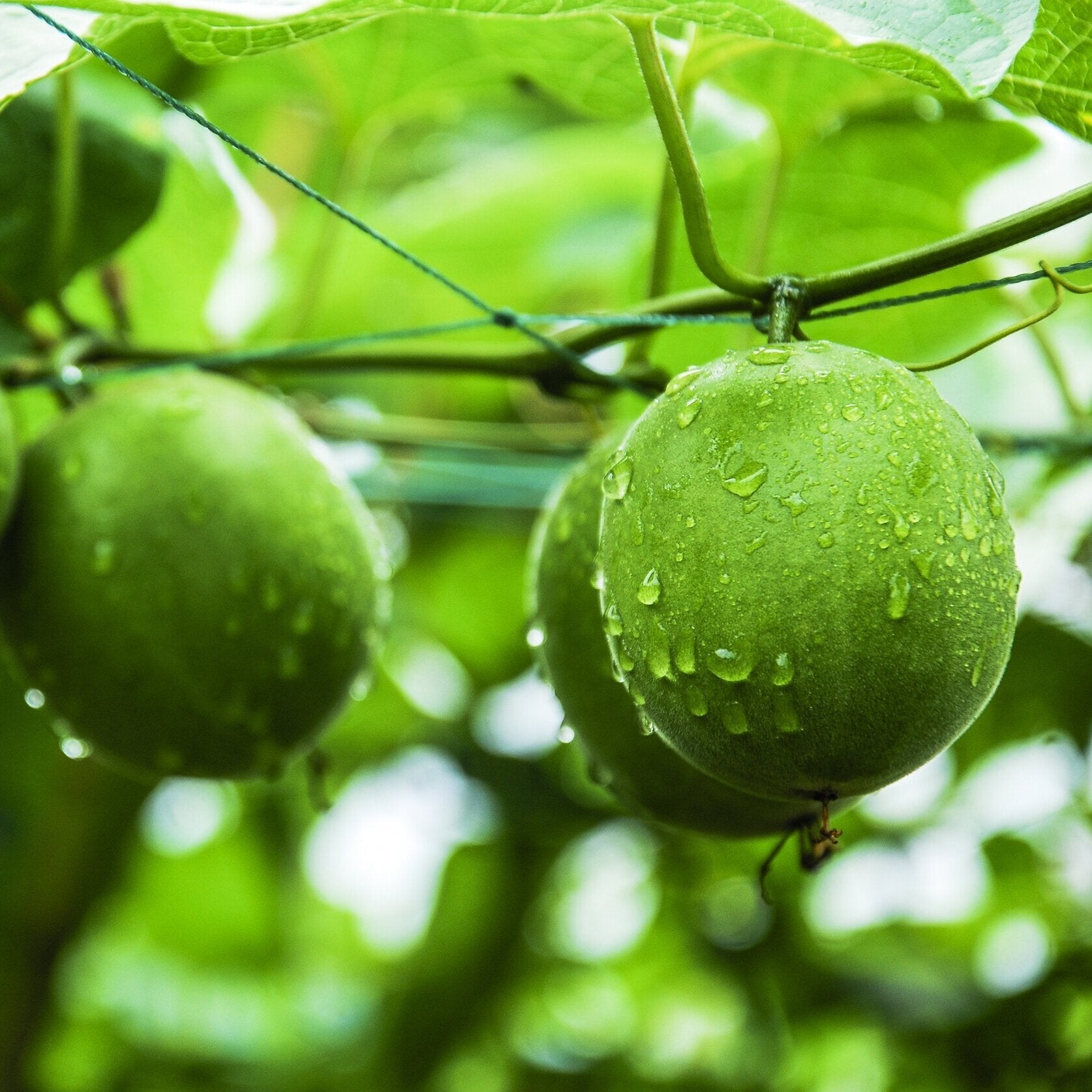 poria-skin_monk-fruit-extract